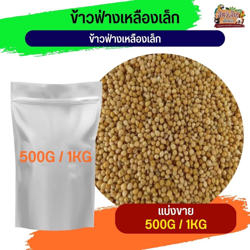 Yellow Sorghum ฟ่างเหลืองเม็ดเล็ก   อาหารนกและสัตว์ฟันแทะ (แบ่งขาย 500G / 1KG)