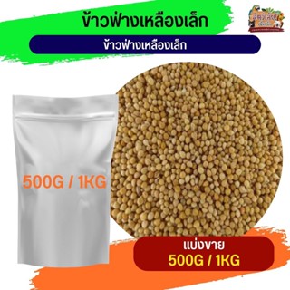 Yellow Sorghum ฟ่างเหลืองเม็ดเล็ก   อาหารนกและสัตว์ฟันแทะ (แบ่งขาย 500G / 1KG)