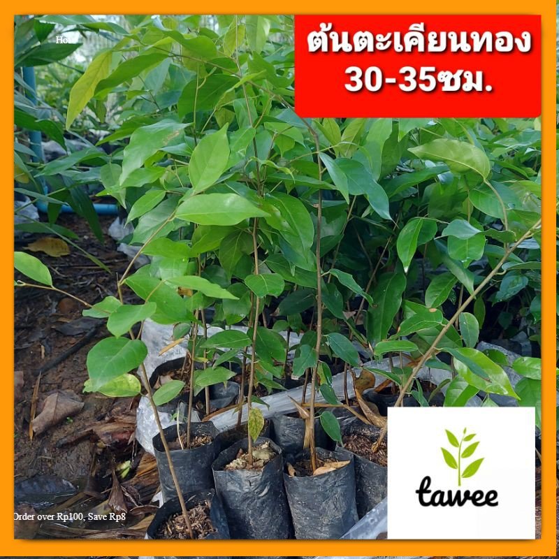 ต้นตะเคียนทอง 15-25​ ซม.  ตะเคียนทอง