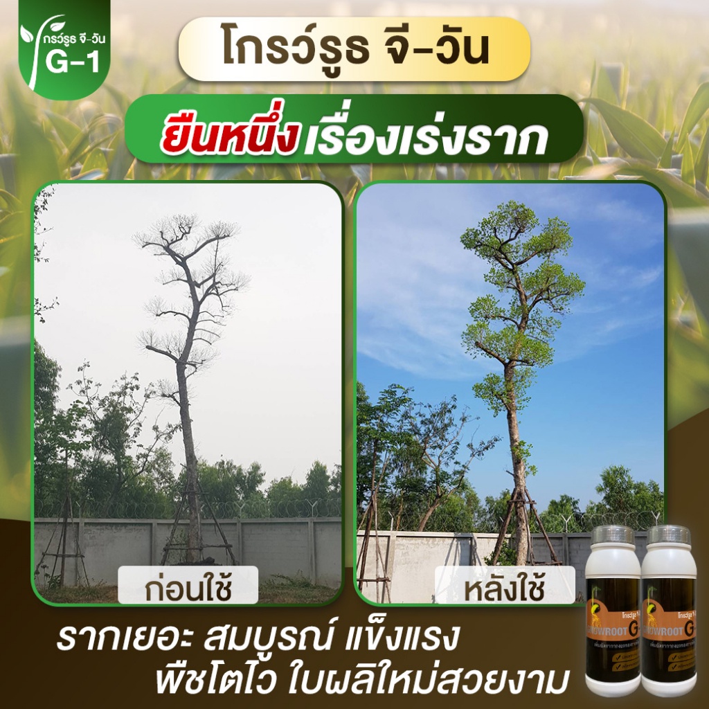 ยาเร่งราก ยกลัง 12 ขวด แบบผง โกรว์รูธ จี-วัน เร่งราก เร่งใบ น้ำยาเร่งรากกระตุ้นการแตกใบอ่อน ใบดก - รูปที่ 5