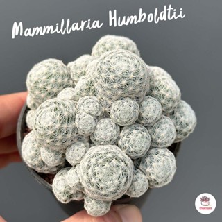 แมมลูกกอล์ฟ Mammillaria Humboldtii แคคตัส กระบองเพชร cactus&amp;succulent