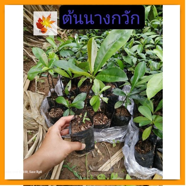 ต้นนางกวัก​ นากวัก​ไม้ยืนต้น​ขนาด​ใหญ่​ ไม้มงคล​ ไม้หายยาก