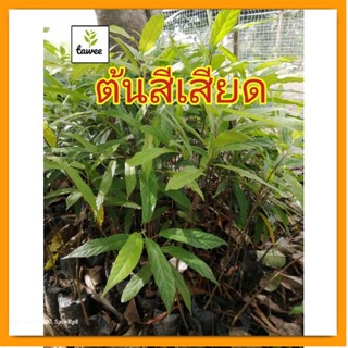 ต้นสีเสียด​ เพาะเมล็ด​ สูง​25-30​ ซม.​ ต้นกล้าสีเสียด​