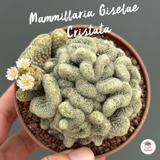 Mammillaria Giselae Cristata ไม้อวบน้ำ กุหลาบหิน cactus&amp;succulentหลากหลายสายพันธุ์