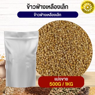 ฟ่างเหลืองเม็ดเล็ก Yellow Sorghum อาหารนก กระต่าย หนู  ชูก้า และสัตว์ฟันแทะ สะอาดได้คุณภาพ (แบ่งขาย 500G / 1KG)