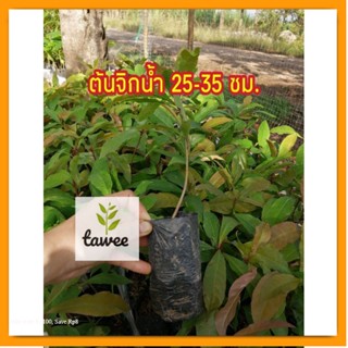 ต้นจิกน้ำ 25-35 ซม. จิกน้ำ สมุนไพร