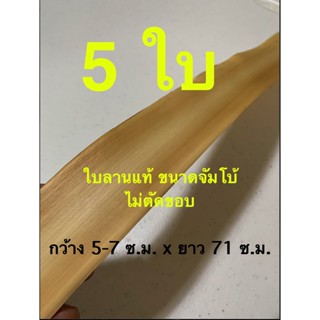 ใบลานแท้ เปล่า - 5 ใบ แบ่งขาย (ไม่ตัดขอบ) จัมโบ้ - ใบลานแท้ แบบไม่ตัดขอบ ขนาดจัมโบ้ แบบดั้งเดิม ไม่ทาสีทอง ไม่ทาสีแดง...