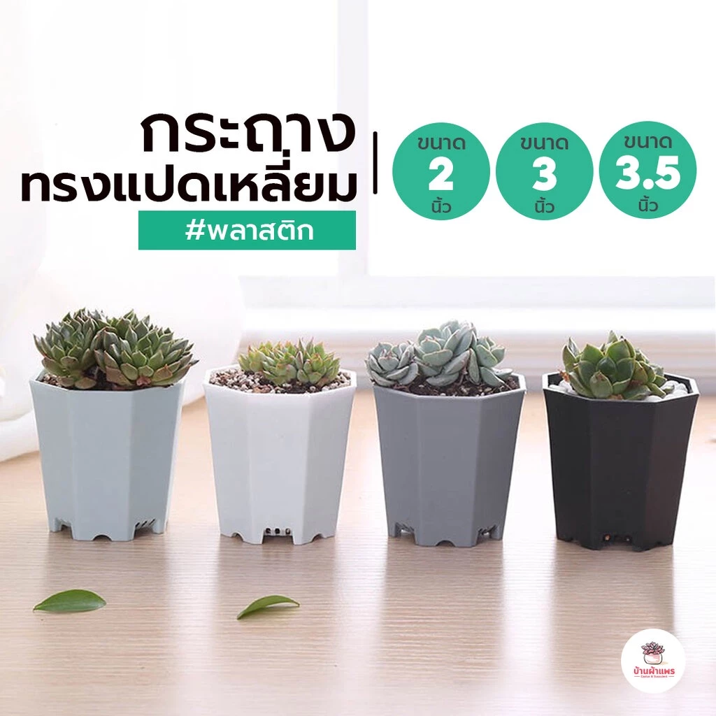 กระถางทรงแก้ว 8 เหลี่ยม กระถางพลาสติก แคคตัส กระบองเพชร ไม้อวบน้ำ Cactus&Succulent