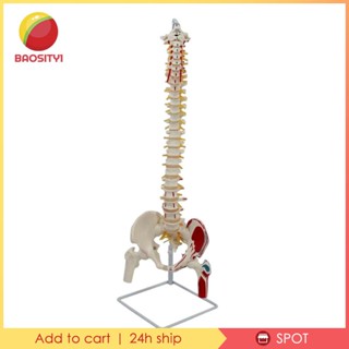 [Baosity1] Human Spine Model Spinal Cord Model Flexible for Teaching