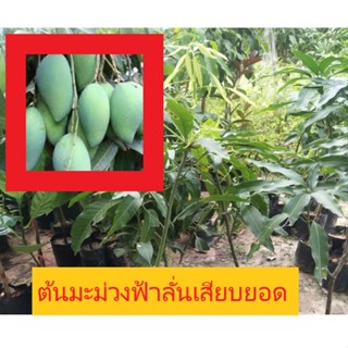 ต้นมะม่วงฟ้าลั่นมัแบบเสียบยอด