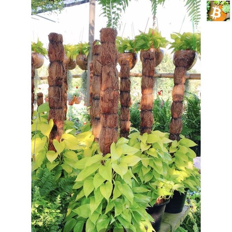 Bitcoin หลักมะพร้าว 1 เมตร 1 อัน