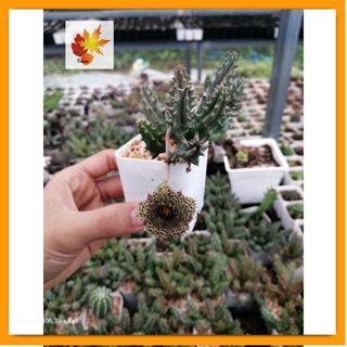 เก๋งจีน ทุเรียน Huernia แคคตัส กระบองเพชร cactus&amp;succulent