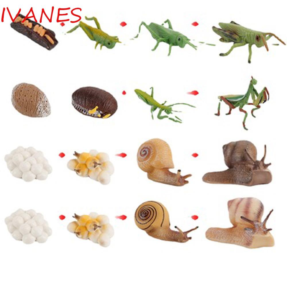 IVANES Plastic Life Cycle Figures Children Praying Mantis Toy Snail Growth Cycle Kids Cognitive Earl