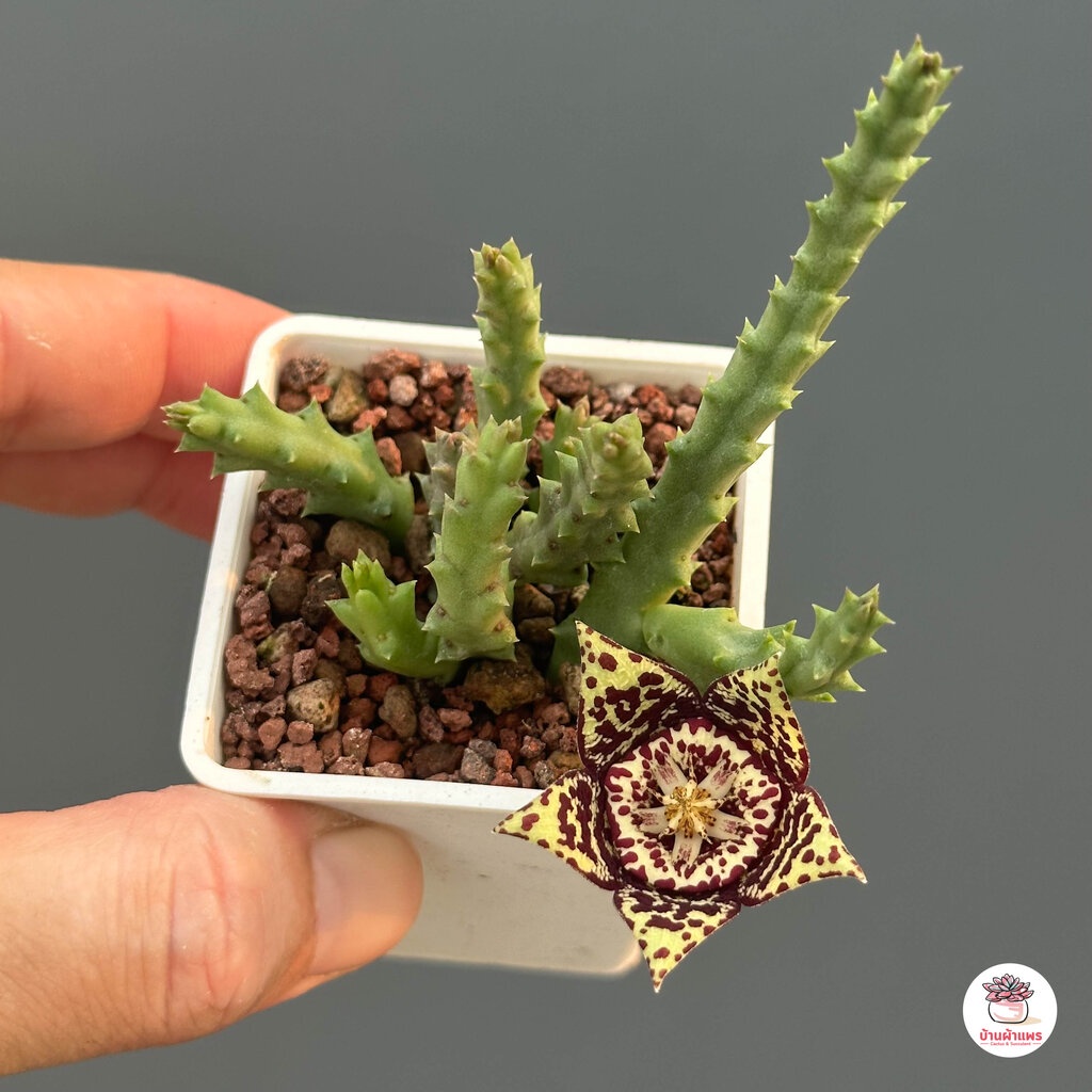 เก๋งจีน ดอกปลาดาว Orbea variegata แคคตัส กระบองเพชร cactus&succulent - รูปที่ 3