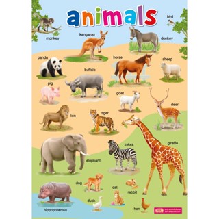 Se-ed (ซีเอ็ด) : โปสเตอร์พลาสติก Animals (ปรับปรุงใหม่)