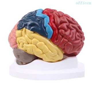 Cen Life Size Human Brain Functional Area Model Anatomy for Science Classroom Study Display Teaching Sculptures School