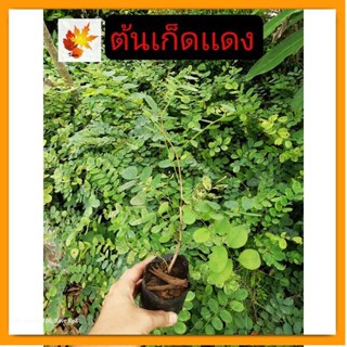 ต้นเก็ด​แดง​ เก็ด​แดง​ไม้ป่า​หาย​ ต้นเก็ด​เ​เด​ง​ ไม้เนื้อแข็ง