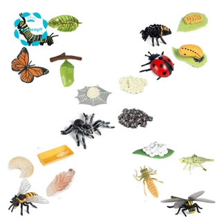 Life Cycle Figurines of Butterfly Spider Bee Ladybug Dragonfly, Plastic Insect Bug Figures Toy, School Project for Kids