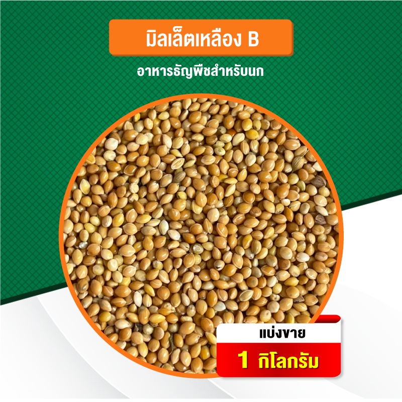 มิลเล็ตบี B มิลเล็ตเหลือง อาหารนก อาหารสัตว์ ธัญพืชสำหรับนก (แบ่งขาย 500G / 1KG)