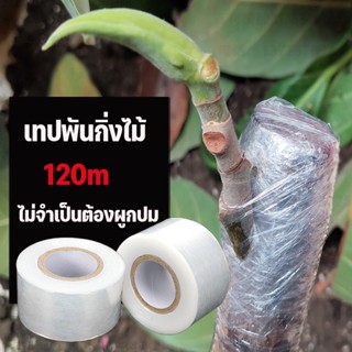 COD 3cmx120m เทปพันกิ่งไม้ เทปพันกิ่งทาบ อุปกรณ์ตอนกิ่ง เทปติดตาต้นไม้ พลาสติกทาบกิ่ง