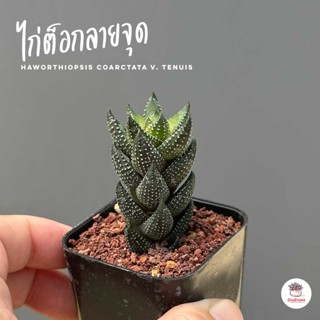 ไก่ต็อกลายจุด Haworthia coarctata v. tenuis ฮาโวเทีย ไม้อวบน้ำ กุหลาบหิน cactus&amp;succulentหลากหลายสายพันธุ์