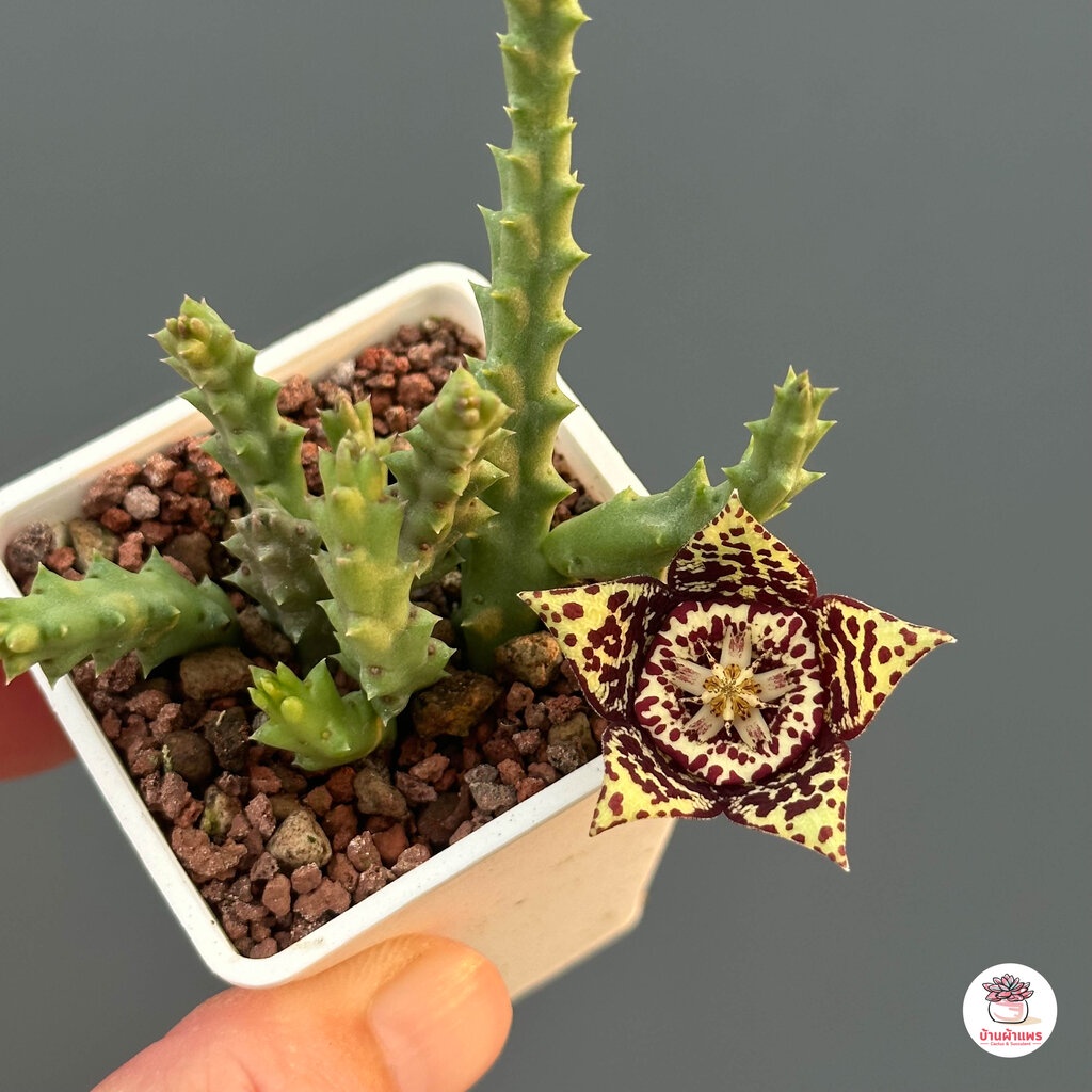เก๋งจีน ดอกปลาดาว Orbea variegata แคคตัส กระบองเพชร cactus&succulent - รูปที่ 2