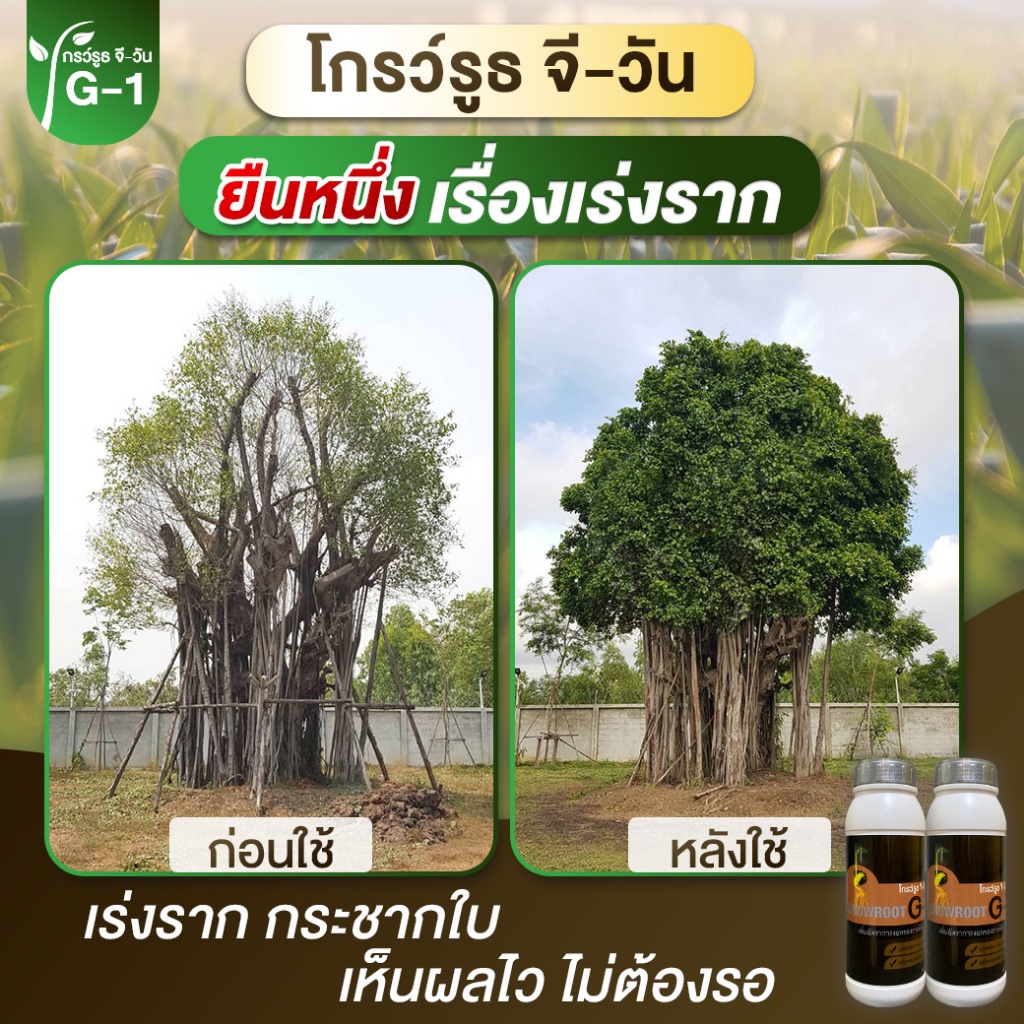 ยาเร่งราก ยกลัง 12 ขวด แบบผง โกรว์รูธ จี-วัน เร่งราก เร่งใบ น้ำยาเร่งรากกระตุ้นการแตกใบอ่อน ใบดก - รูปที่ 4