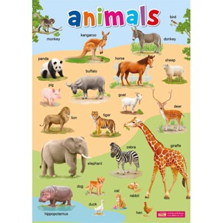 นายอินทร์ หนังสือ โปสเตอร์พลาสติก Animals (ปรับปรุงใหม่)