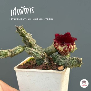 เก๋งจีน เก๋งมังกร Stapelianthus insignis hybrid แคคตัส กระบองเพชร cactus&amp;succulent