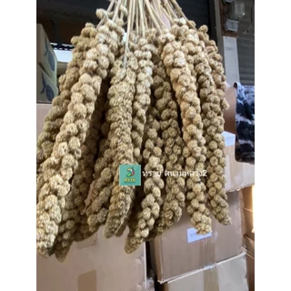 อ่านก่อนซื้อ..มิลเล็ตสเปรย์ (แบ่งขาย 200-500G.) อาหารนกแก้ว หนูแฮมสเตอร์ และสัตว์ฟันแทะ
