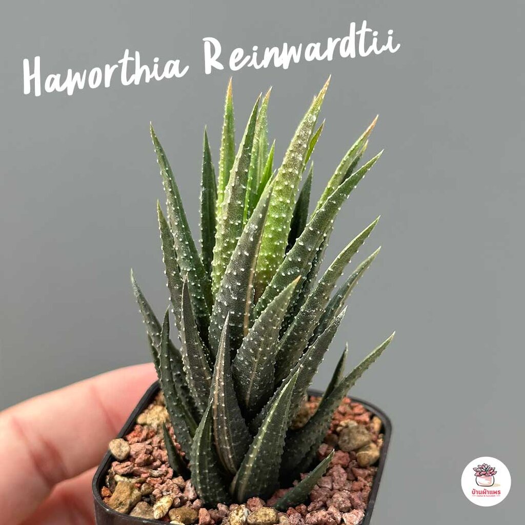 Haworthia Reinwardtii ฮาโวเทีย ไม้อวบน้ำ กุหลาบหิน cactus&succulentหลากหลายสายพันธุ์