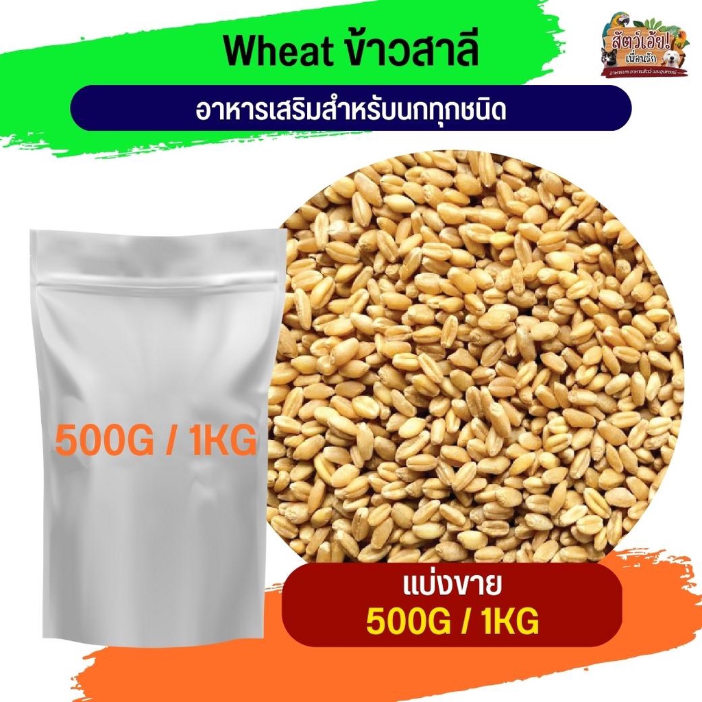 #เมล็ดข้าวสาลี
#เมล็ดอวบสวย
#สดใหม่สะอาด
#ไร้สารเคมี
#ปลูกทานได้ทั้งคนและสัตว์