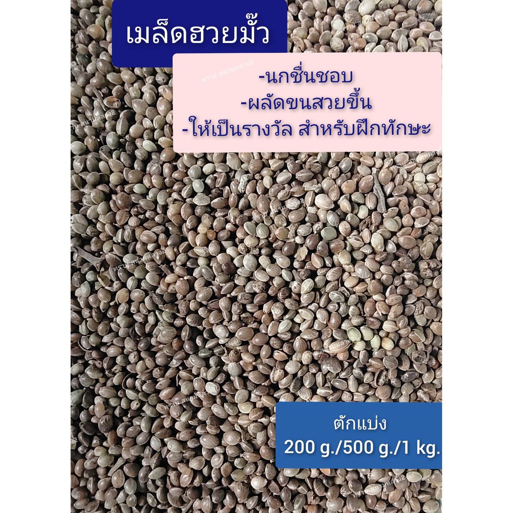 เมล็ดฮวยมั้ว  (แบ่งขาย 200-500 G.) เหมาะสำหรับเป็น รางวัลในการฝึกนก - รูปที่ 3