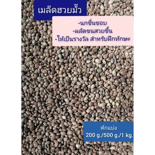 เมล็ดฮวยมั้ว (แบ่งขาย 200-500 G.) เหมาะสำหรับเป็น รางวัลในการฝึกนก