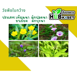 เอโซ่30 (ขวดเหลืองสูตรทนฝน) 1ลิตร (เอ็มซีพีเอ) กำจัดวัชพืช ใบกว้างและกก เก่งกกหนวดปลาดุก
