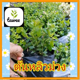 ต้น หลิวม่วง ถุงชำ 4 นิ้ว​ หลิว​ ต้นหลิวสีม่วง​