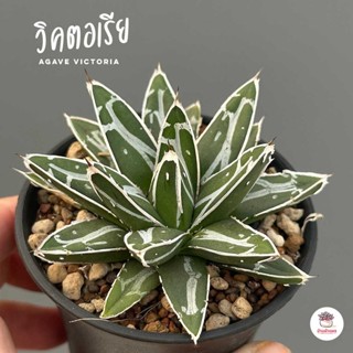 อากาเว่ วิคตอเรีย Agave Victoria แคคตัส กระบองเพชร cactus&amp;succulent