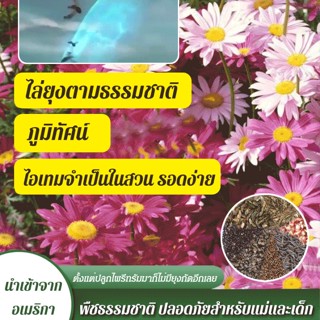 FYS_【1/2 ชิ้น】【ไอเทมจำเป็นในสวน】เมล็ดไพรีทรัม ไล่ยุง ปลูกให้รอดง่าย