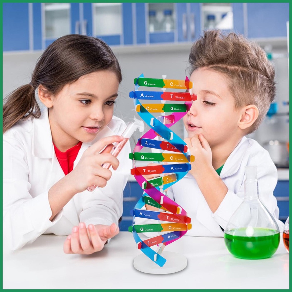 Human DNA Model Double Helix Model Components DIY วิทยาศาสตร์ยอดนิยมช่วยสอนการเรียนรู้การศึกษาเครื่อ