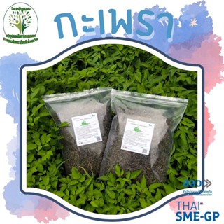 กะเพรา อบแห้ง ขนาด 500 กรัม (Holy basil) สมุนไพรไทย นำไปประกอบอาหารได้