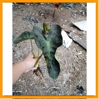 Colocasia Aloha ตัดสด พร้อมใบ เคลมฟรีต้นไม้ตา