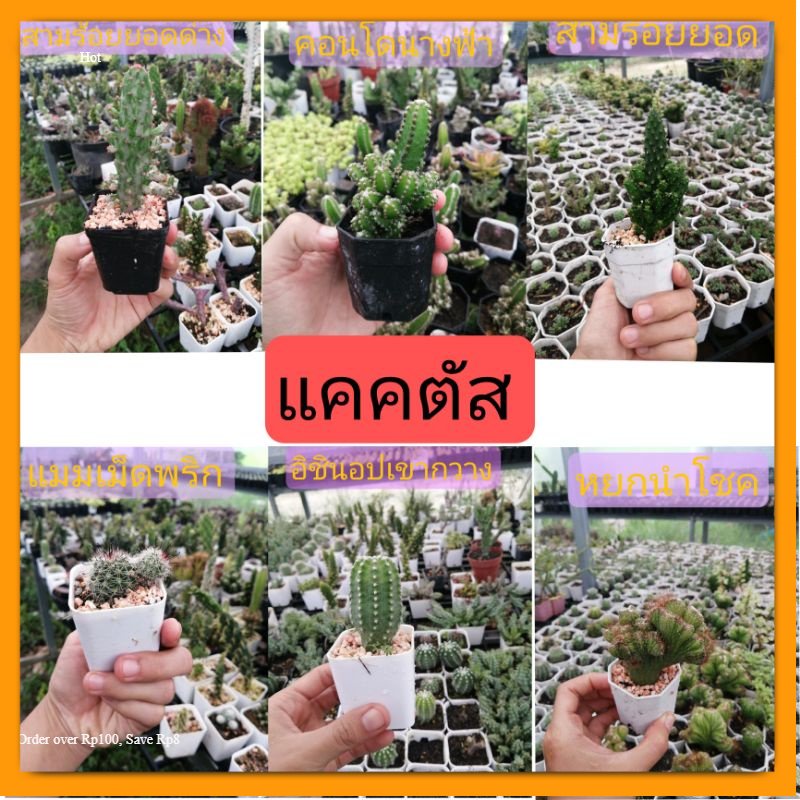 แคค​ตัส​ไซส์​เล็ก​ กระบองเพชร​ไซส์​เล็ก​ ต้นแคค​ตัส​หรือ​ต้น​กระบองเพชร​ ราคา​ถูก​