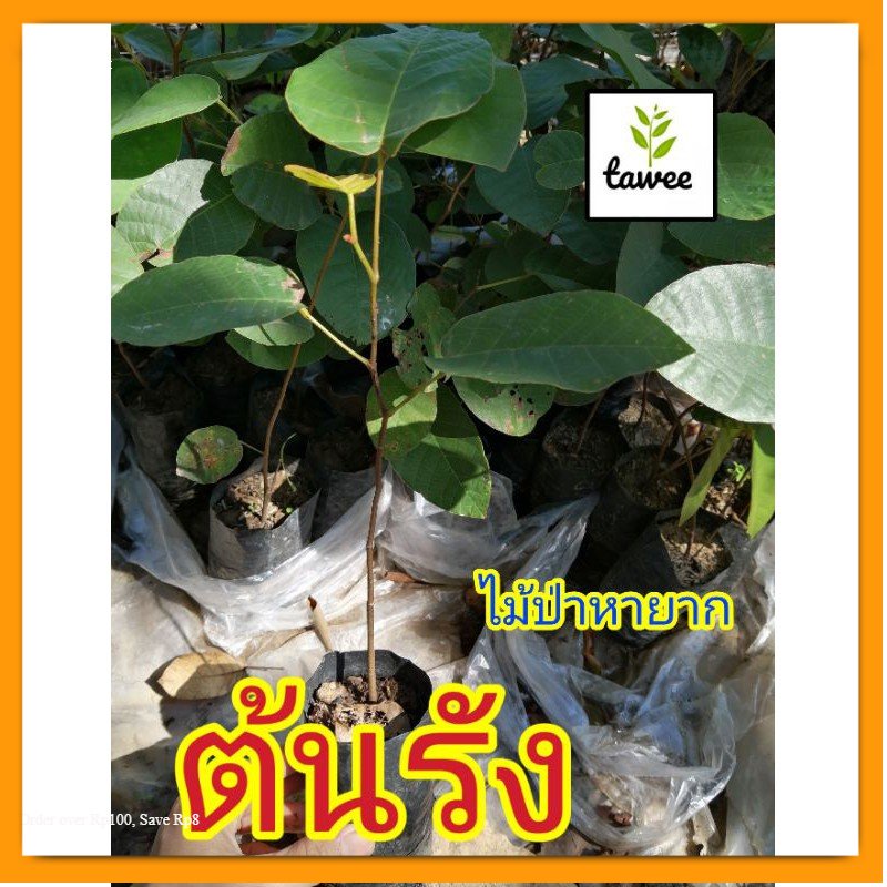 ต้นรัง 20-25 ซม. รัง ไม้ป่าหายาก​ ไม้​มงคล​