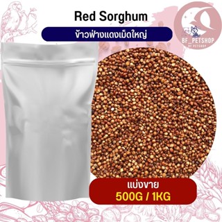 ฟ่างแดงเม็ดใหญ่ Red Dari อาหารนก หนู กระต่าย กระรอก ชูก้า และสัตว์ฟันแทะ สินค้าสดใหม่ทุกชิ้น (แบ่งขาย 500G / 1KG)