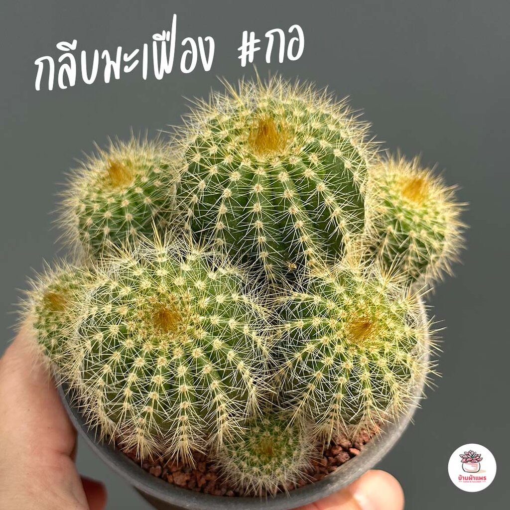 กลีบมะเฟืองทอง #กอ Parodia Magnifica แคคตัส กระบองเพชร cactus&succulent