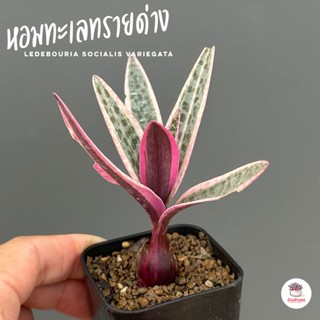 หอมทะเลทรายด่าง Ledebouria socialis Variegata ไม้อวบน้ำ กุหลาบหิน Cactus&amp;Succulent หลากหลายสายพันธุ์