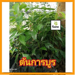 ต้นการบูร สูง 10-15​  ซม. พรมเส็ง เจียโล่ ต้นอบเชยญวน