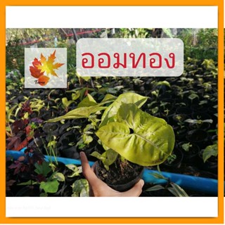 ออมทอง​ ต้นออม​ทอง​ ต้นไม้มงคล ต้นไม้ฟอกอากาศ ต้นออมเงินออมทอง ขนาดกระถาง 4 นิ้ว