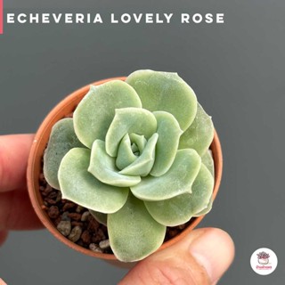 Echeveria Lovely Rose ไม้อวบน้ำ กุหลาบหิน แคคตัส กระบองเพชร cactus&amp;succulent