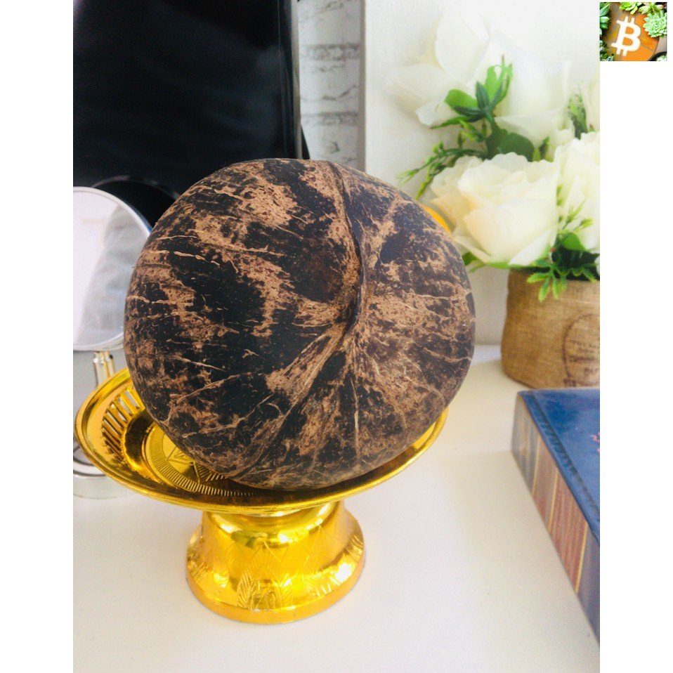 Bitcoin กะลาตาเดียว 1 ลูก...